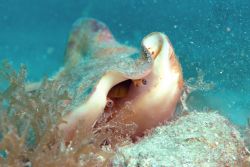 Peek A Boo! Conch in BVI. 2005. Nikon D-70 using DS125 Su... by Tom Blackburn 
